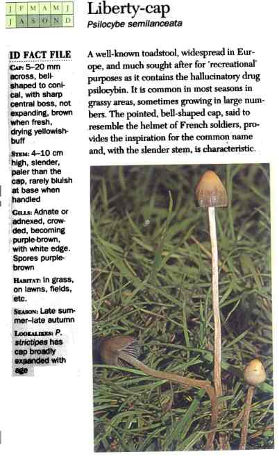 Liberty Cap (Psilocybe Semilanceata)